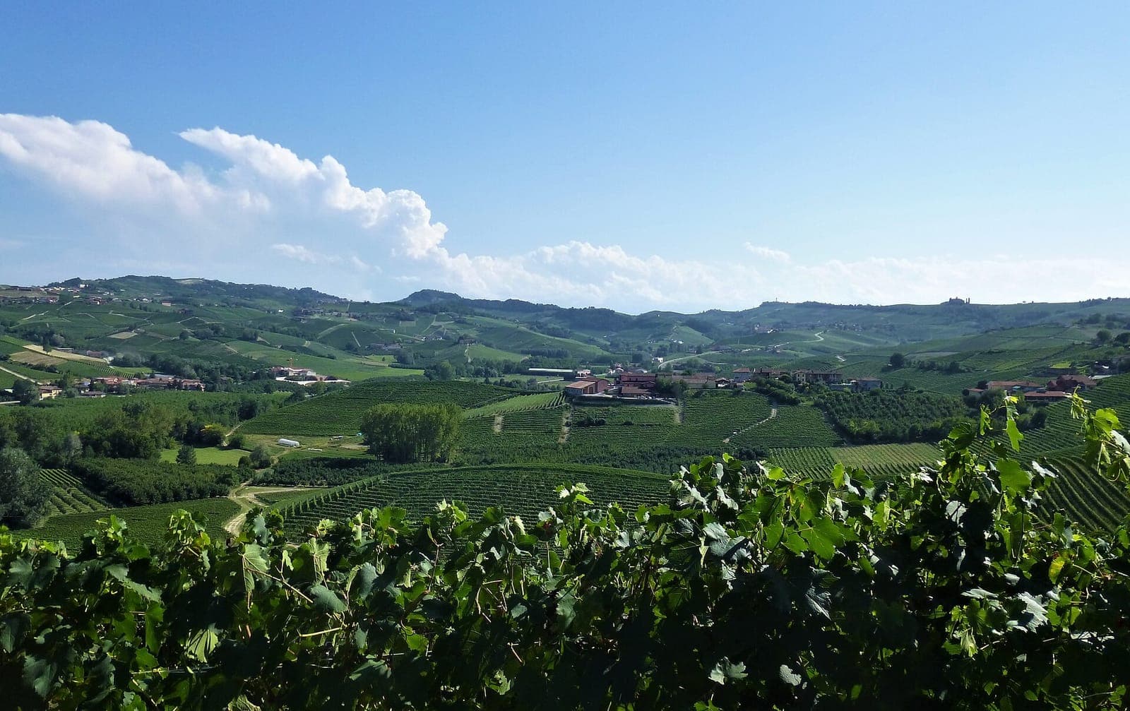 Langhe vineyard couple / engagement photoshoot